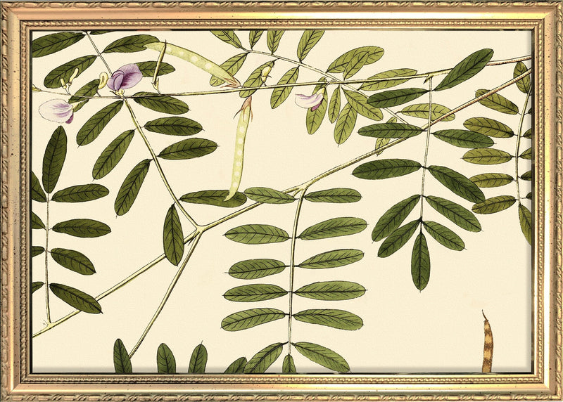 Galega Cineréa Close Up. Mini Print