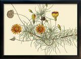 Leysera Gnaphalodes Close Up. Mini Print