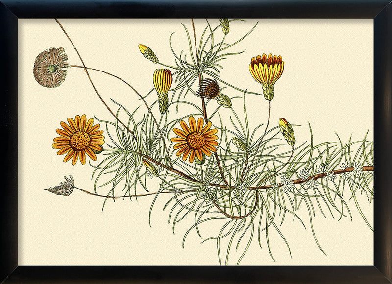 Leysera Gnaphalodes Close Up. Mini Print