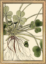 Oxalis Compressa Close Up. Mini Print