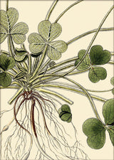 Oxalis Compressa Close Up. Mini Print