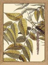 Juglans Nigra Close Up. Mini Print