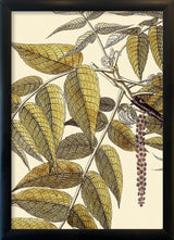 Juglans Nigra Close Up. Mini Print