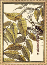 Juglans Nigra Close Up. Mini Print