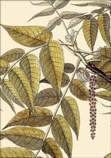 Juglans Nigra Close Up. Mini Print