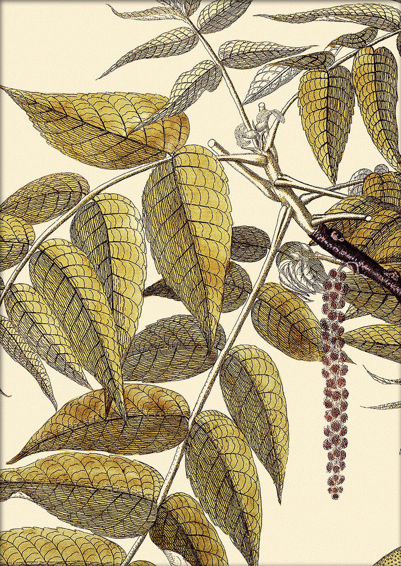 Juglans Nigra Close Up. Mini Print