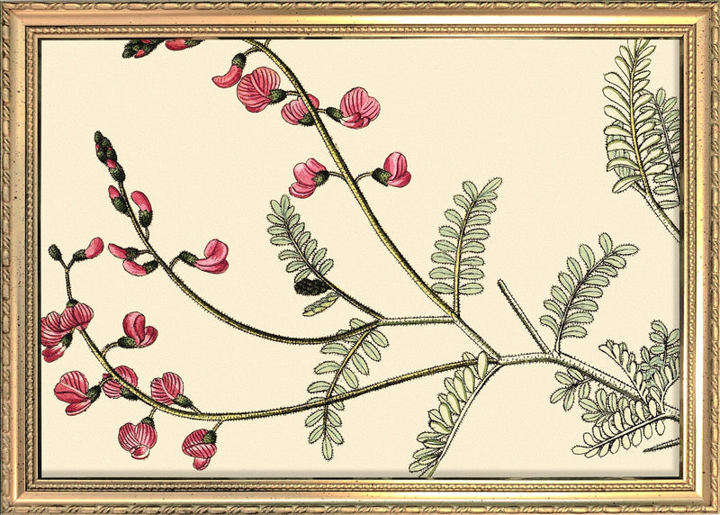 Galega Dubia Close Up. Mini Print