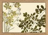 Guilandina Moringa Close Up. Mini Print