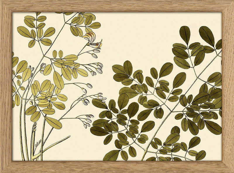Guilandina Moringa Close Up. Mini Print