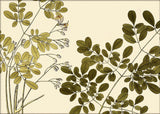 Guilandina Moringa Close Up. Mini Print