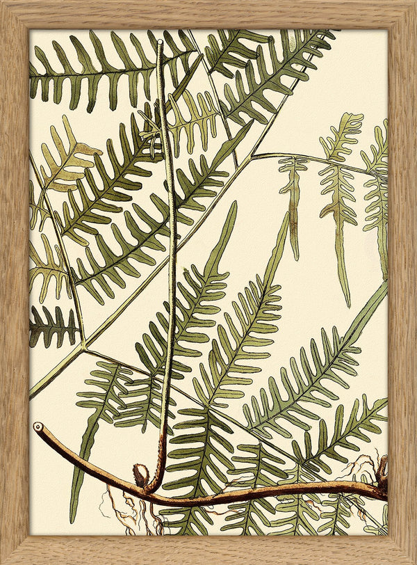 Mimosa Divaricta Close Up. Mini Print