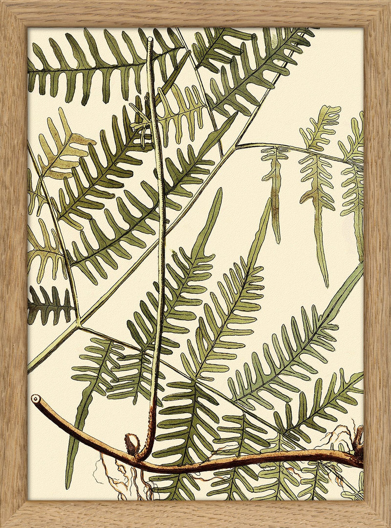 Mimosa Divaricta Close Up. Mini Print