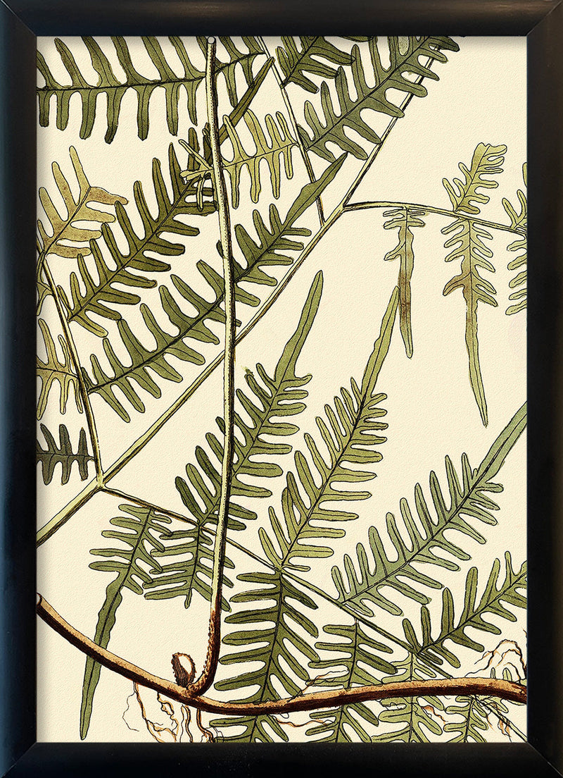 Mimosa Divaricta Close Up. Mini Print