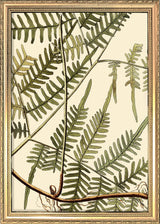 Mimosa Divaricta Close Up. Mini Print