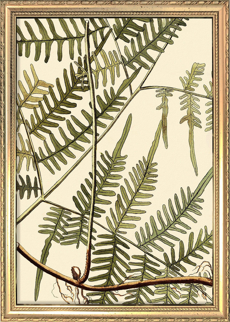 Mimosa Divaricta Close Up. Mini Print