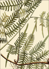 Mimosa Divaricta Close Up. Mini Print