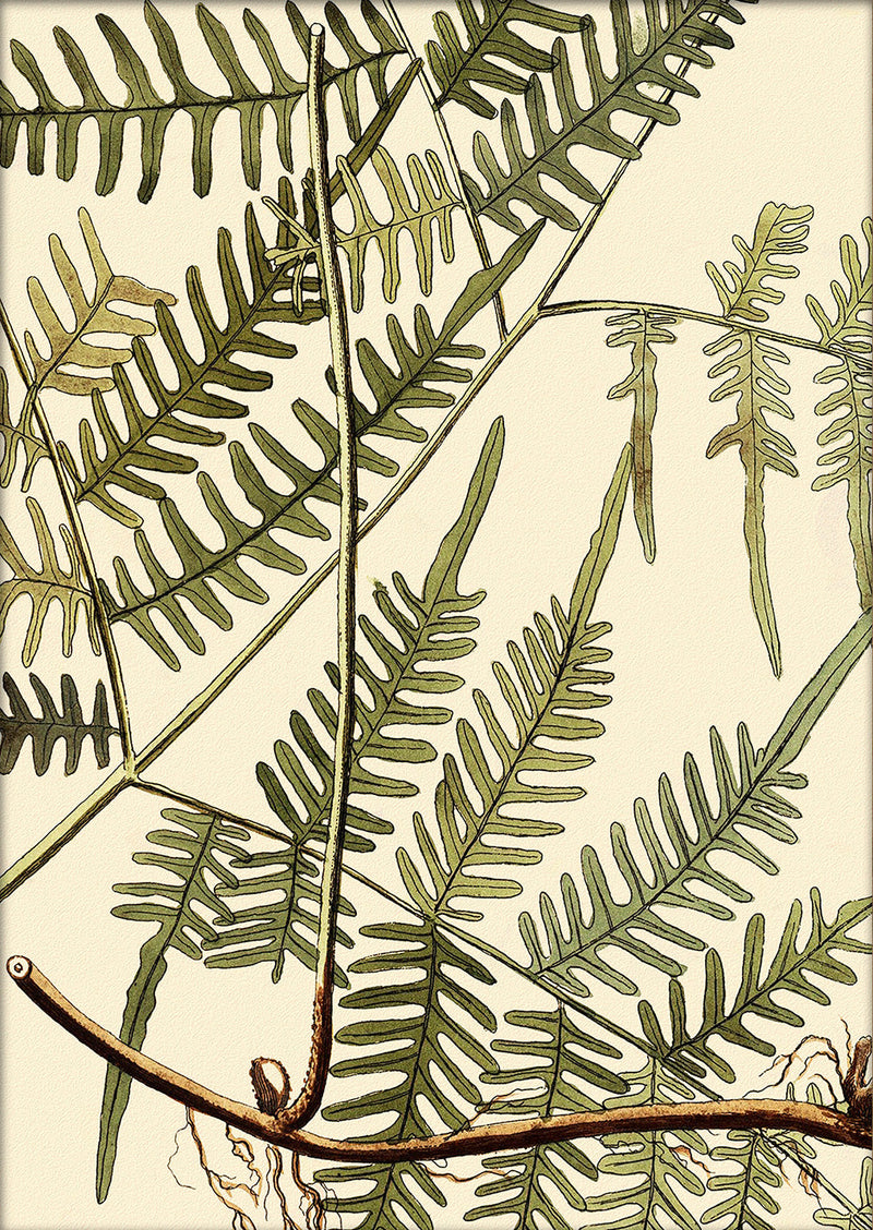 Mimosa Divaricta Close Up. Mini Print