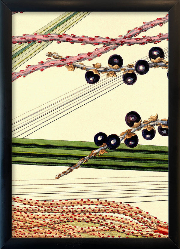 Bentinkia Coddapanna Close Up. Mini Print