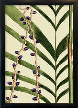 Areca Crinita and Monostachya Close Up. Mini Print