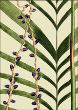 Areca Crinita and Monostachya Close Up. Mini Print