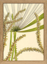 Licuala Spinosa and  Acutifida Close Up. Mini Print