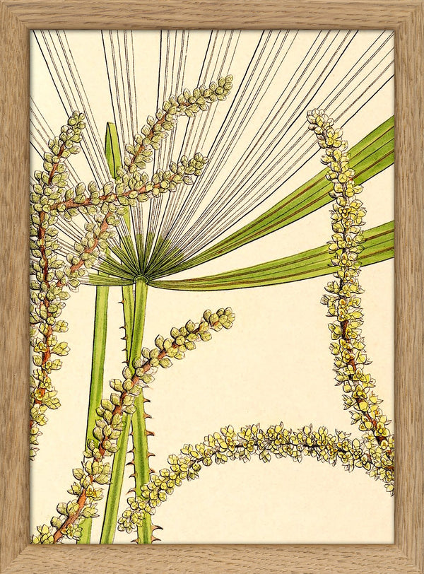 Licuala Spinosa and  Acutifida Close Up. Mini Print