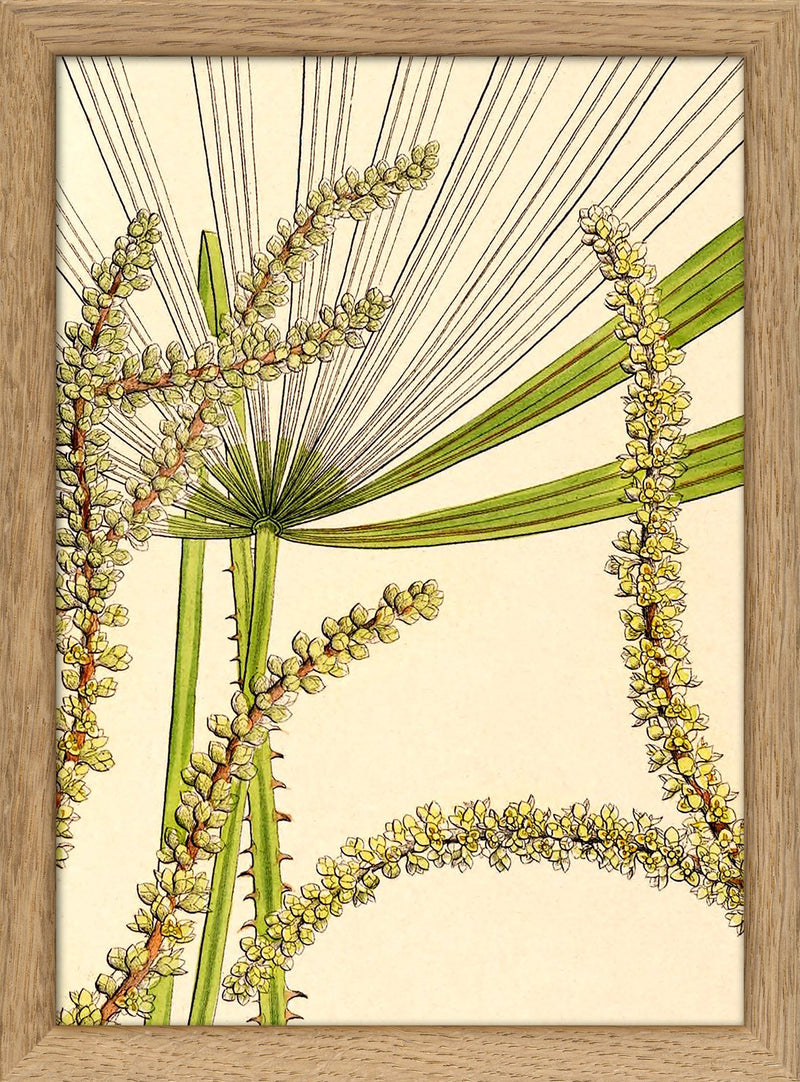 Licuala Spinosa and  Acutifida Close Up. Mini Print