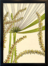 Licuala Spinosa and  Acutifida Close Up. Mini Print