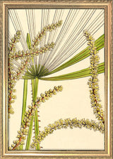 Licuala Spinosa and  Acutifida Close Up. Mini Print