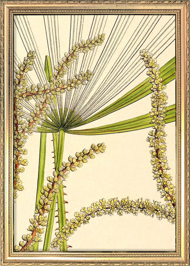 Licuala Spinosa and  Acutifida Close Up. Mini Print