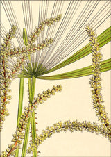 Licuala Spinosa and  Acutifida Close Up. Mini Print
