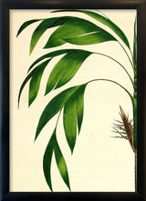 Hyospathe Elegans Close Up. Mini Print