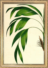 Hyospathe Elegans Close Up. Mini Print