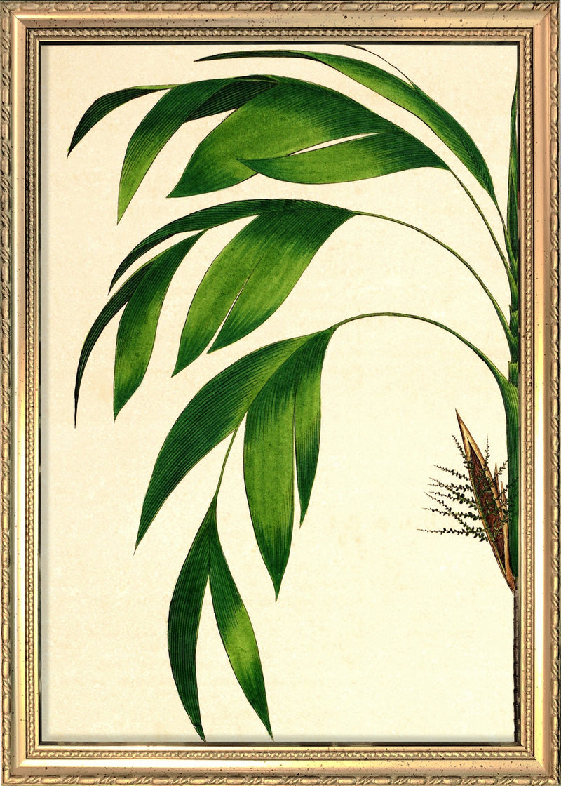 Hyospathe Elegans Close Up. Mini Print