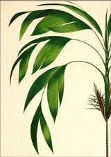 Hyospathe Elegans Close Up. Mini Print