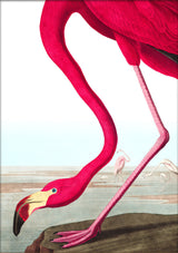 American Flamingo Close Up. Mini Print