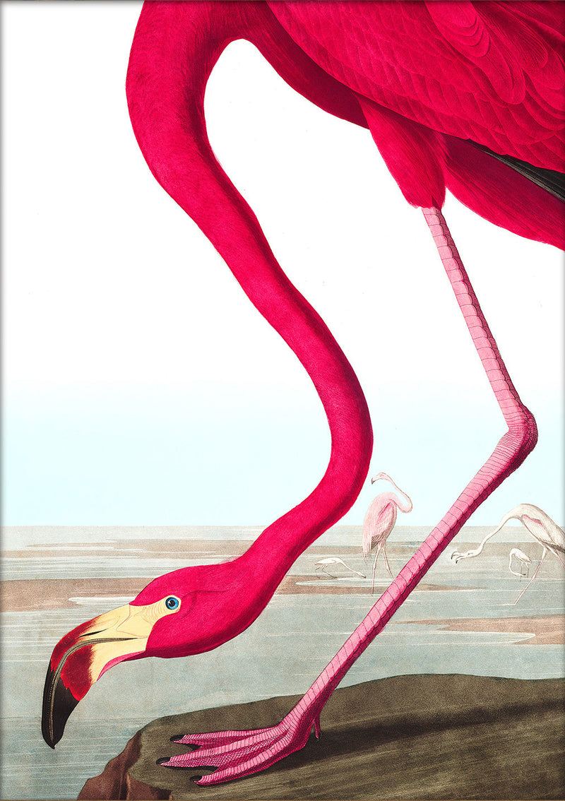 American Flamingo Close Up. Mini Print