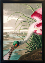 Roseate Spoonbill Close Up. Mini Print