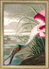 Roseate Spoonbill Close Up. Mini Print