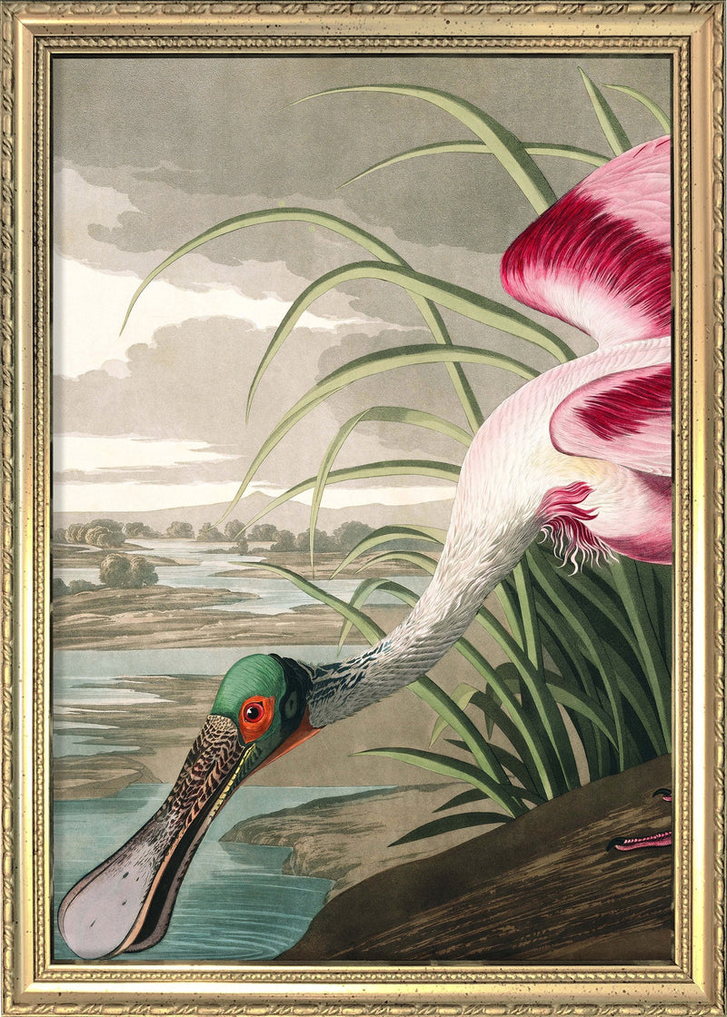 Roseate Spoonbill Close Up. Mini Print