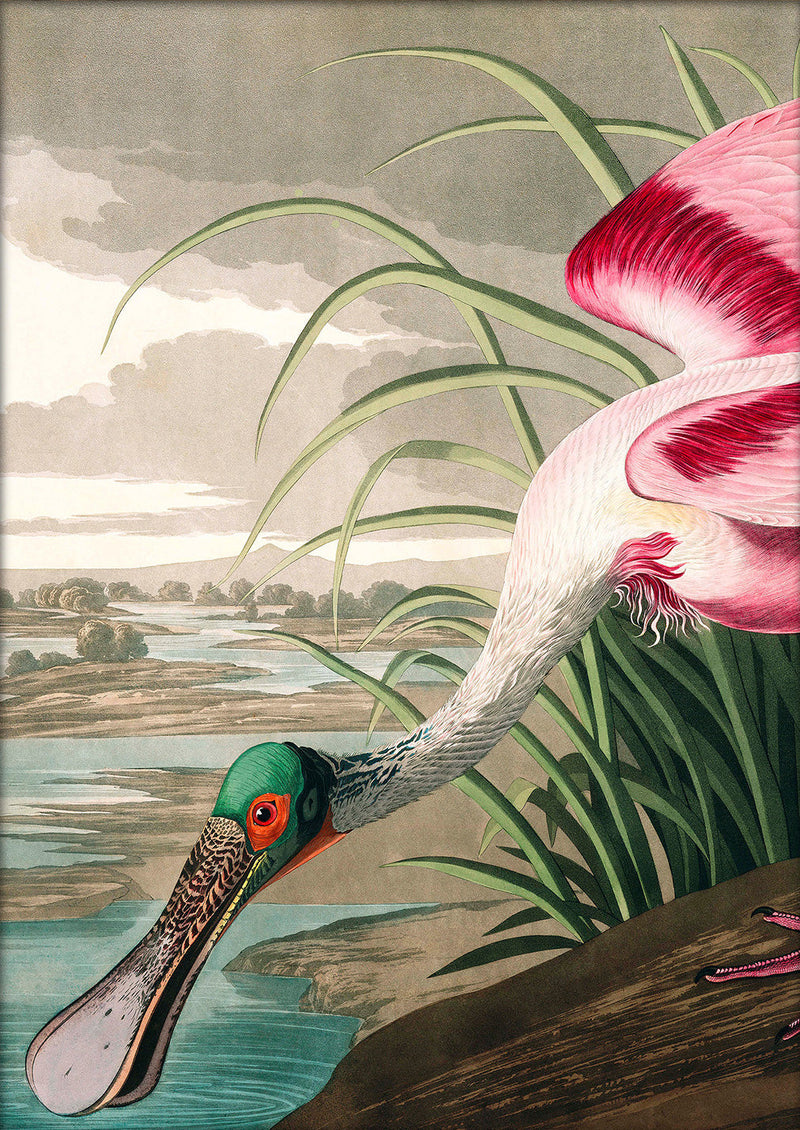 Roseate Spoonbill Close Up. Mini Print