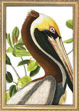 Brown Pelican Close Up. Mini Print