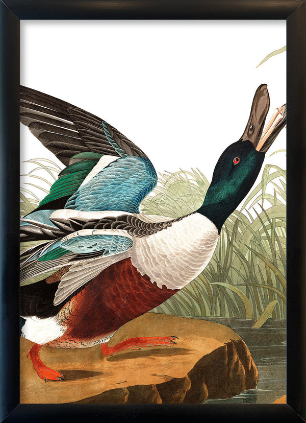 Shoveller Duck Close Up. Mini Print