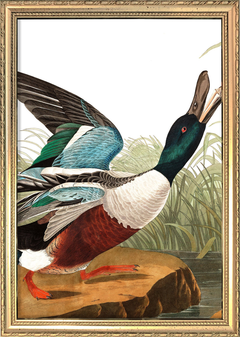 Shoveller Duck Close Up. Mini Print