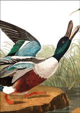 Shoveller Duck Close Up. Mini Print