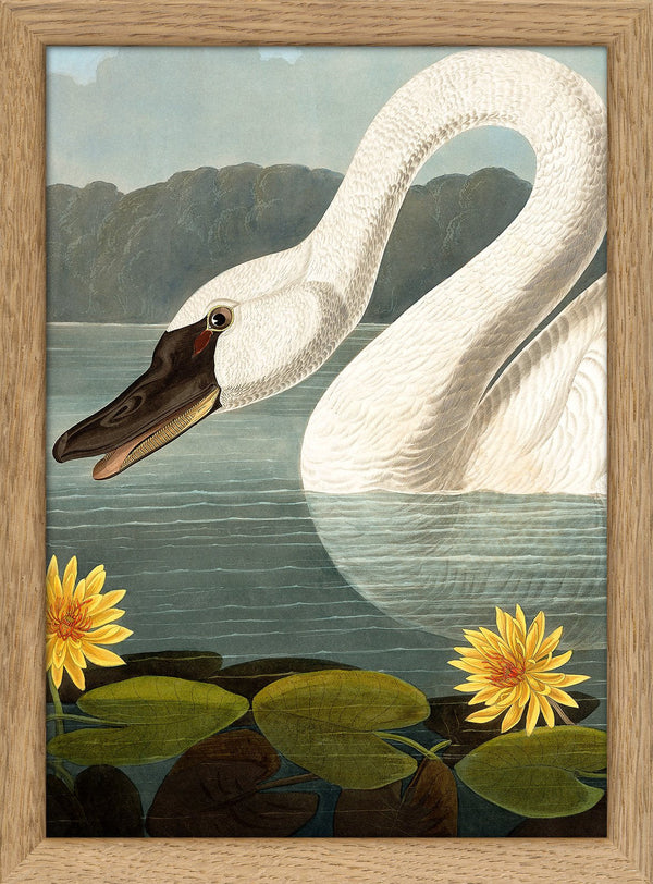 Swan Close Up. Mini Print