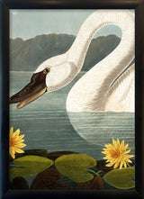 Swan Close Up. Mini Print