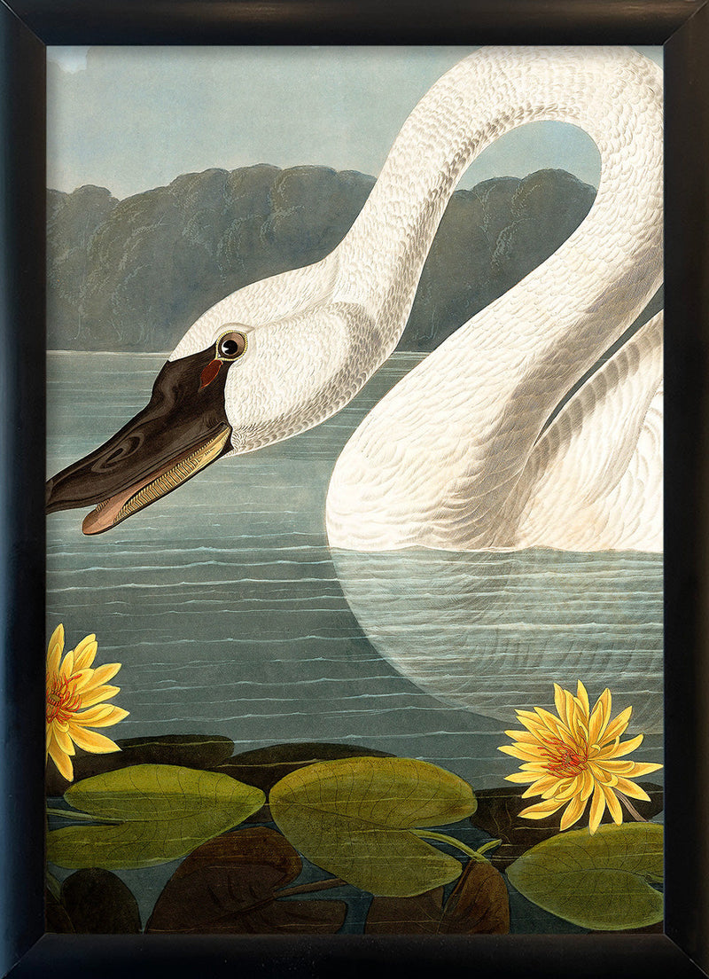 Swan Close Up. Mini Print