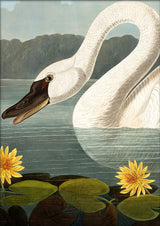 Swan Close Up. Mini Print