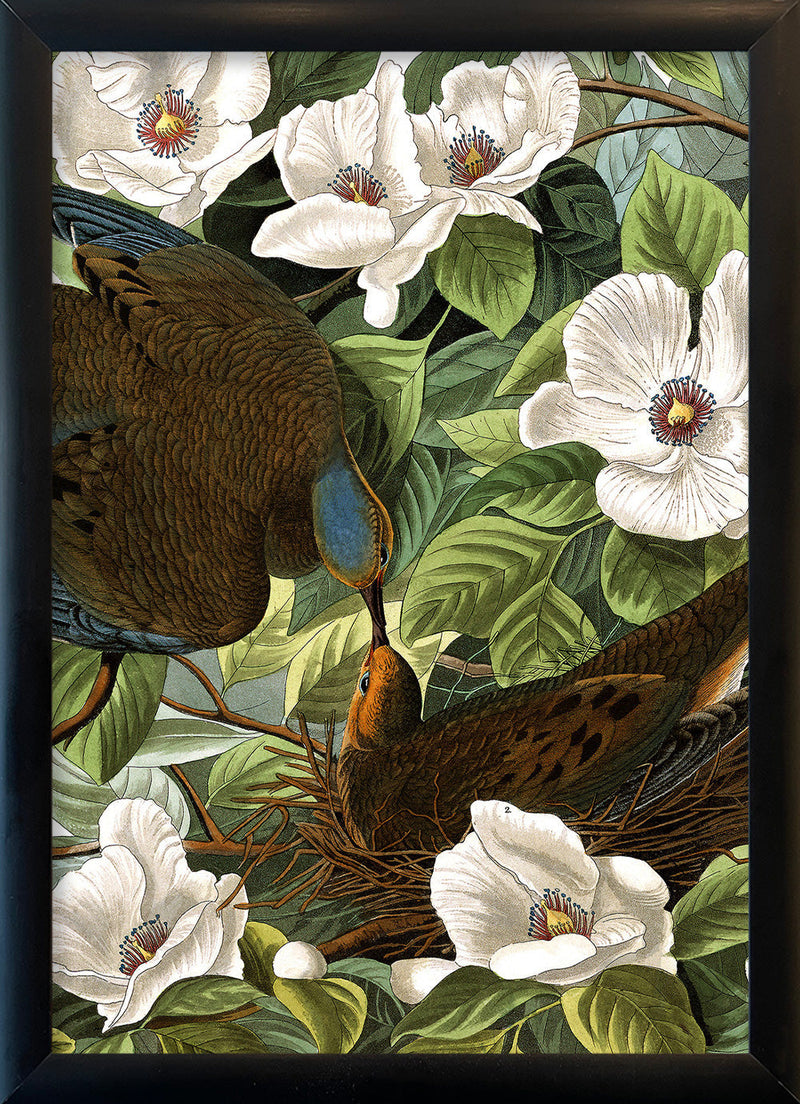 Turtle Doves Close Up. Mini Print